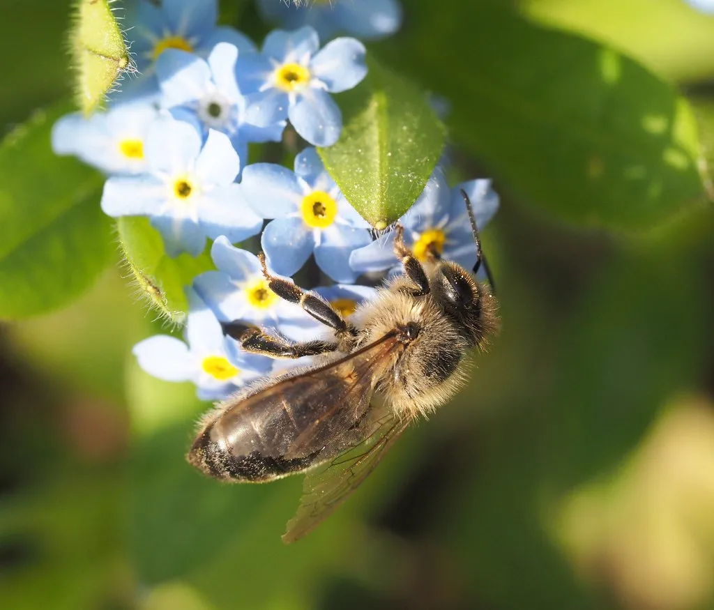 Close Up vs. Far Away: A Two-Stage Visual System (michaelmueller410, Flickr, CC BY 2.0)
