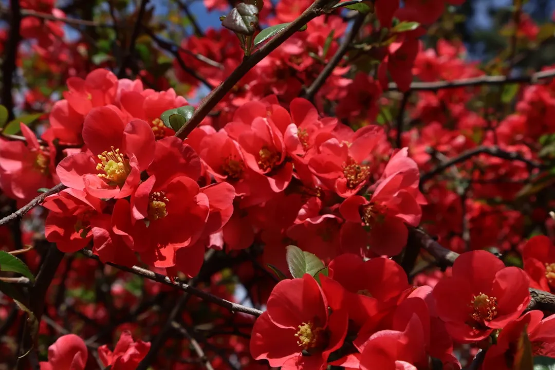 Quince: A Forgotten Gem for a Dense, Beautiful Screen (Image Credits: Unsplash)