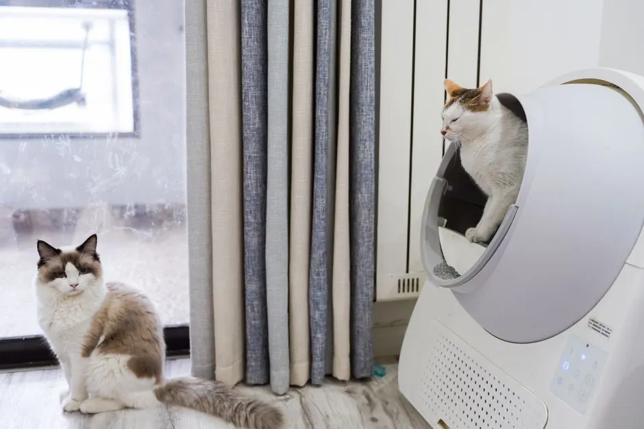 Odor, Cleanliness, and the Cat's Mental State (Image Credits: Pexels)