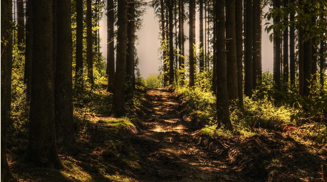 Conclusion: The Coolest Investment You Can Make in Your Yard (Image Credits: Pixabay)