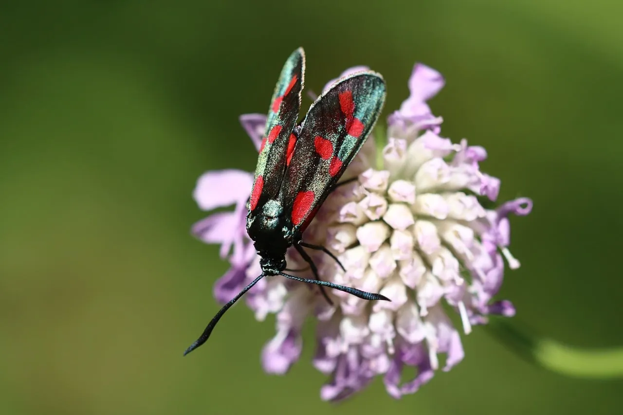 Matching the Pollinator's Schedule (Image Credits: Pixabay)