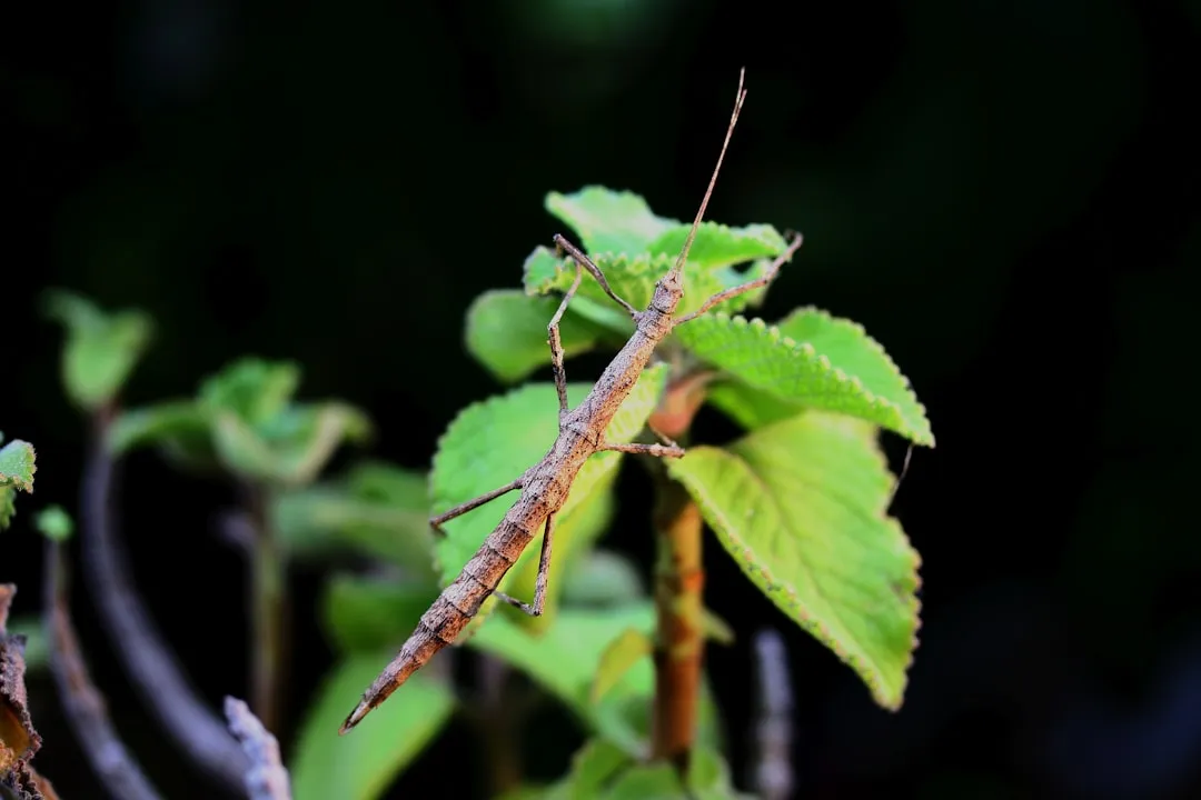 Insects Have Learned to Hack the Signal (Image Credits: Unsplash)