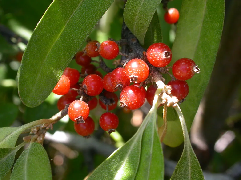 The Broader Case for Native Shrubs in Your Yard (Matt Lavin, Flickr, CC BY-SA 2.0)
