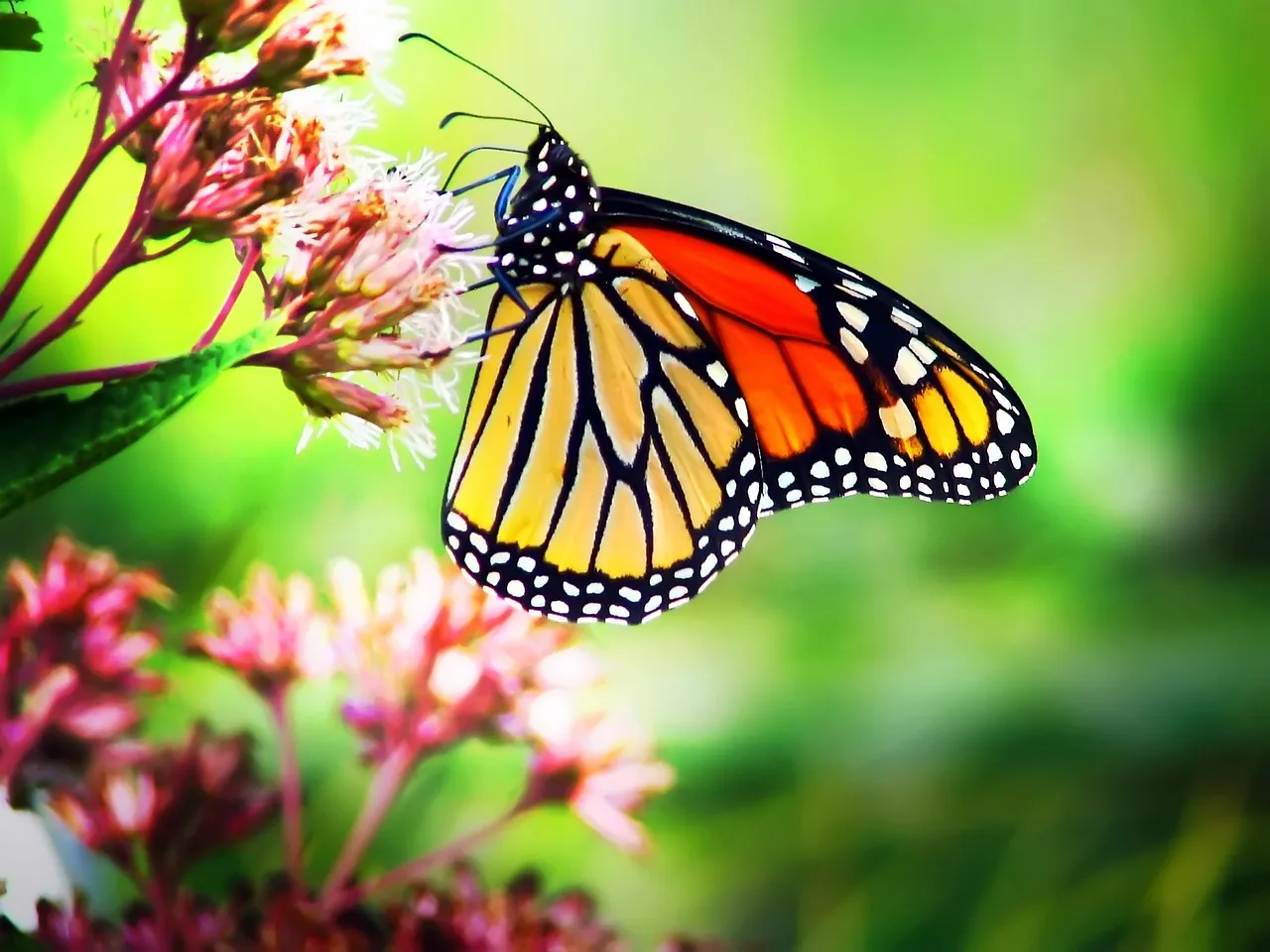 How Herbicide-Tolerant Crops Erased Milkweed from the Midwest (Image Credits: Pixabay)