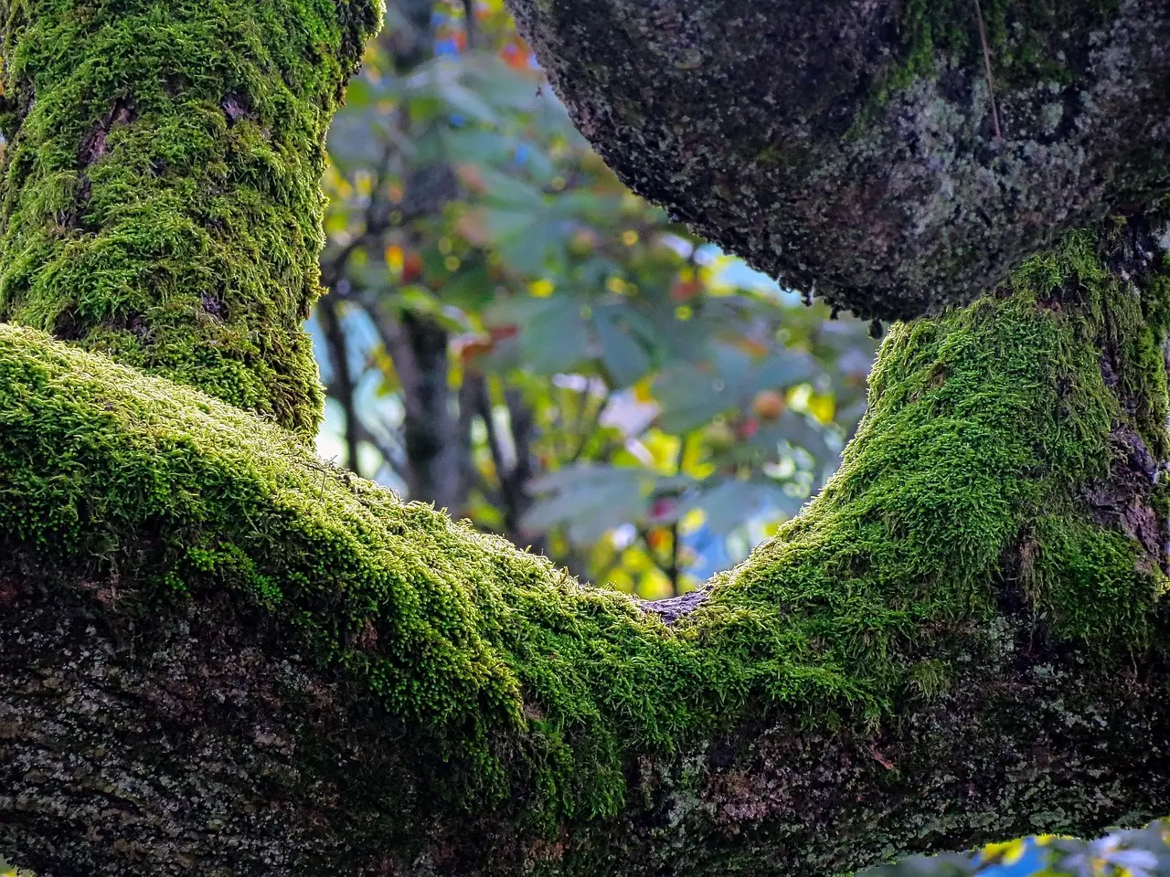 What Humidity Tolerance Tells Us About a Keeper's Habits (Image Credits: Pixabay)