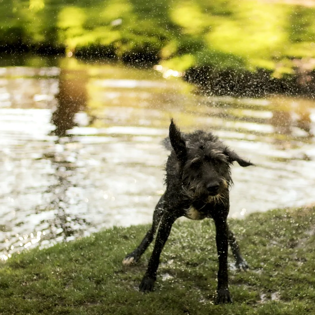What a Shake-Off Actually Is (Image Credits: Unsplash)