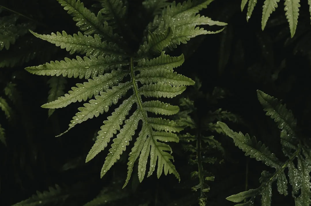 10. The Boston Fern Owner Is Chasing Better Air Moisture (Image Credits: Unsplash)