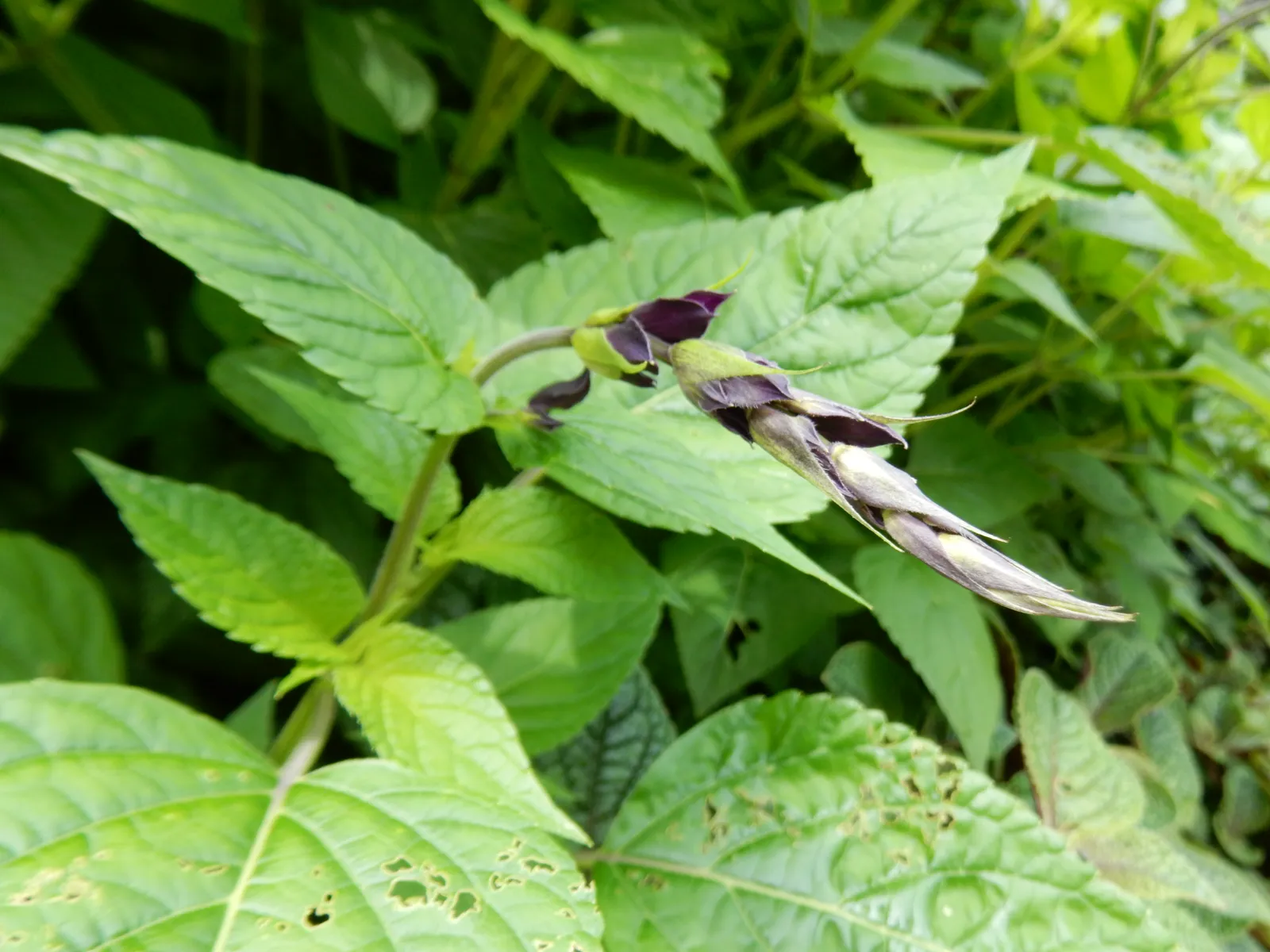 Shrub 4: Salvia (California Native Sages) (By Shuvaev, CC BY 4.0)