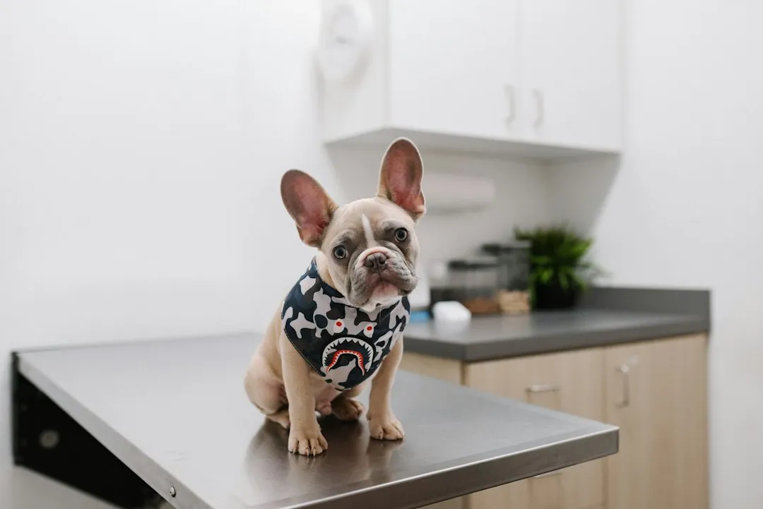 How Veterinary Care Shapes a Dog's Lifespan (Image Credits: Unsplash)