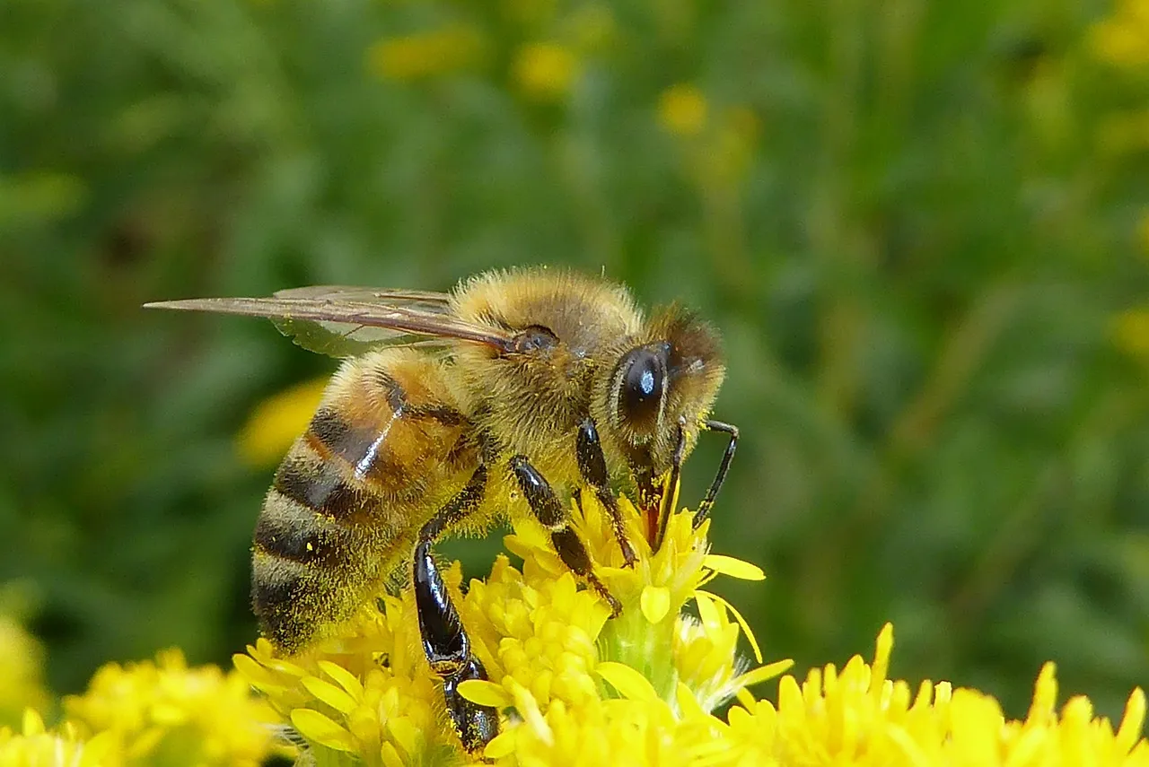 What a Bug Hotel Actually Does (Image Credits: Pixabay)