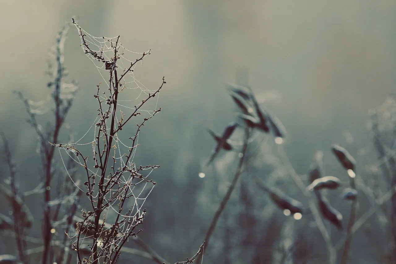Cold Water Shocks the Root System (Image Credits: Pixabay)