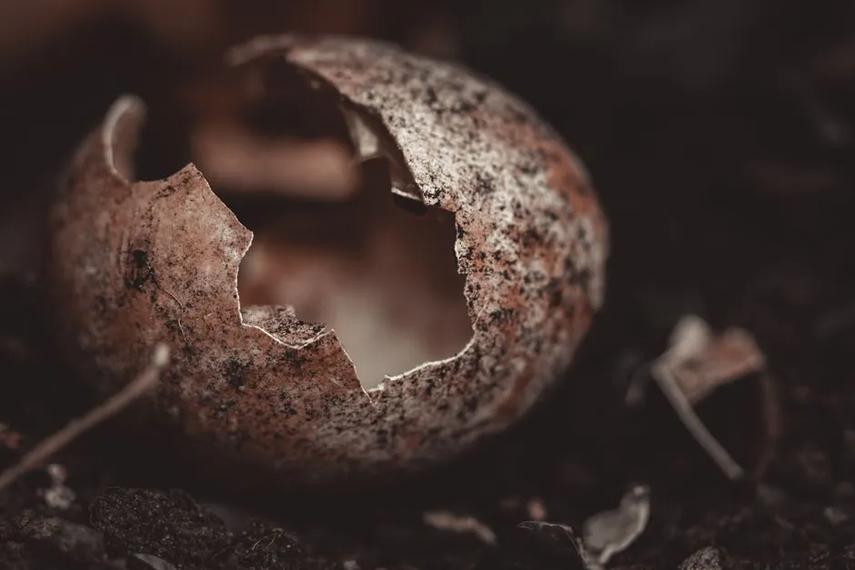 How Eggshells Shift Soil pH (Image Credits: Pexels)