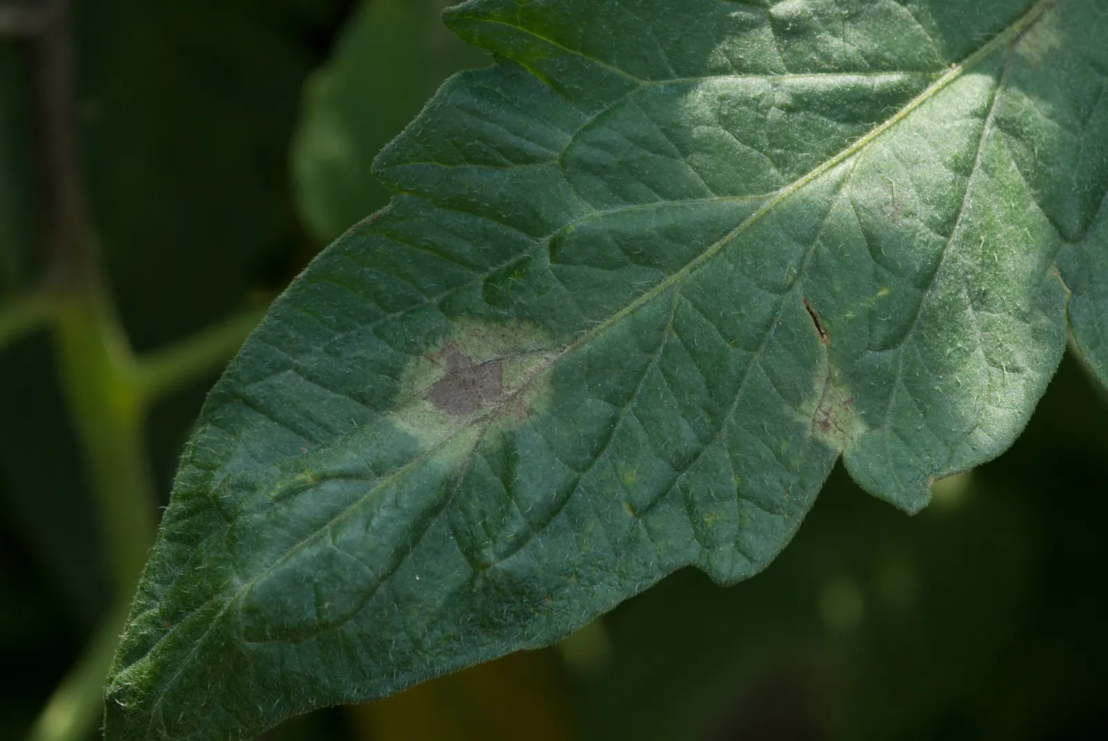 Immediate Steps Once You Spot the First Spots (Late blight on tomato leaf

Uploaded by Jacopo Werther, CC BY 2.0)