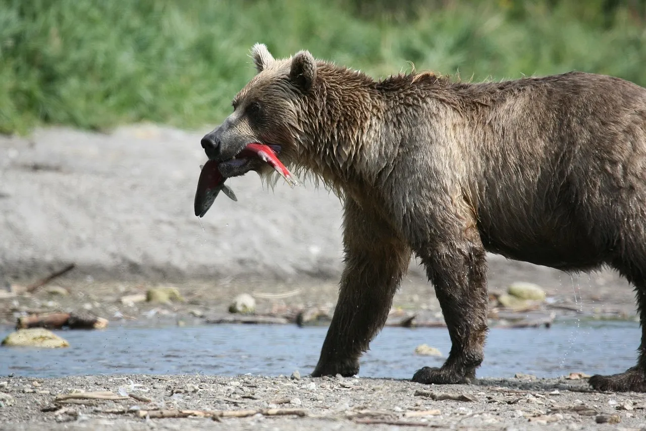 Myth #4: A Gun Is Your Best Protection Against a Bear (Image Credits: Pixabay)