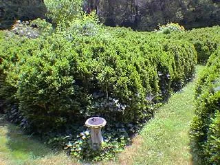 Should You Consider Replacing Your Boxwoods? (By BlackWalnutPlantation, CC BY-SA 4.0)