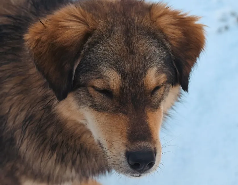 Dogs Can Learn to Use Sighing Strategically (Image Credits: Pexels)