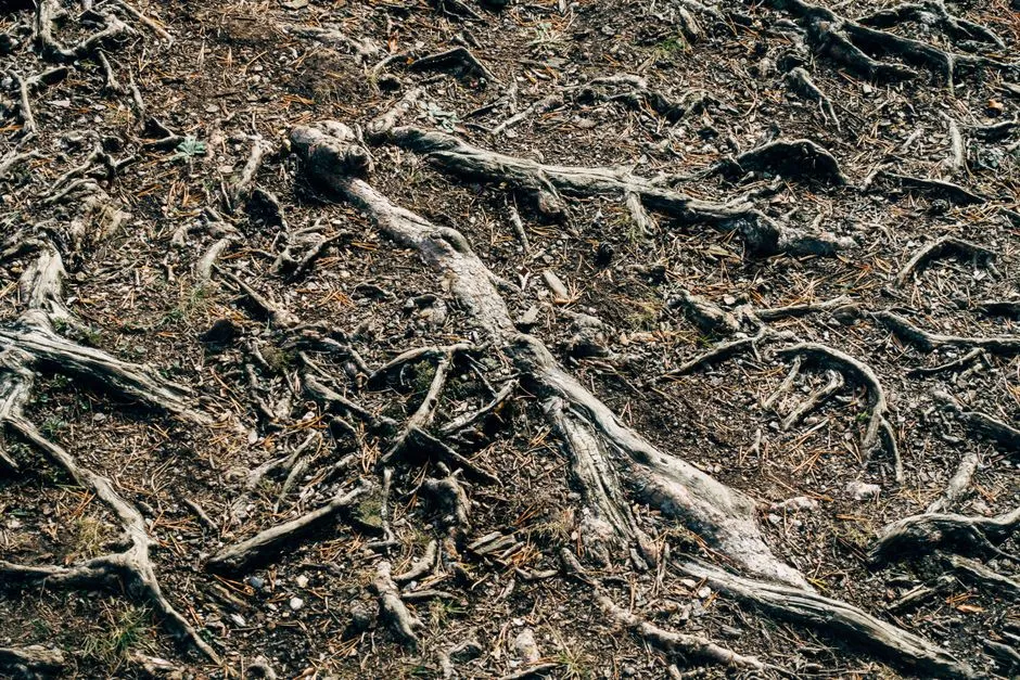 Letting the Soil Dry Between Waterings Matters More Than You Think (Image Credits: Pexels)