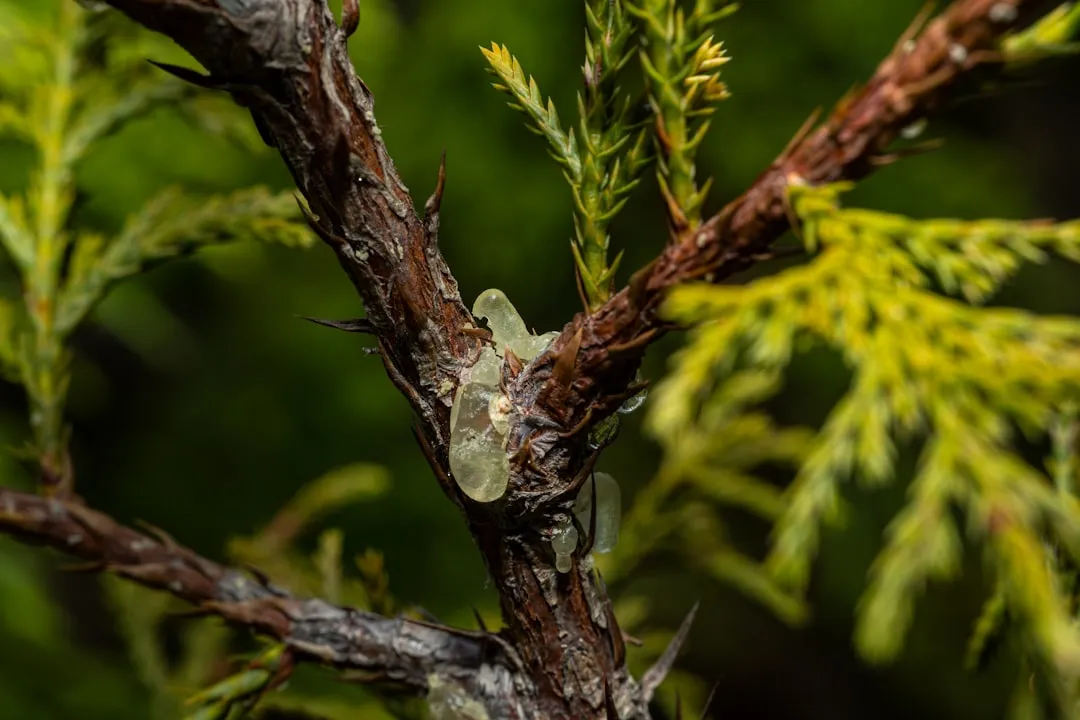 Sealing Off the Branch (Image Credits: Unsplash)