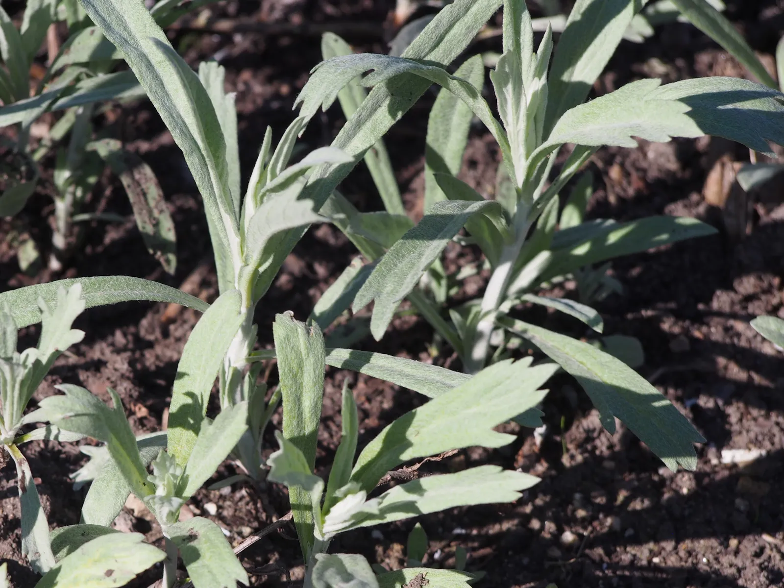 3. White Sage (Salvia Apiana): The Silvery Standout of Coastal Gardens (By Agnieszka Kwiecień, Nova, CC BY-SA 4.0)