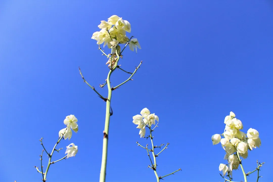 The Century Plant: A Name That Misleads (Image Credits: Unsplash)