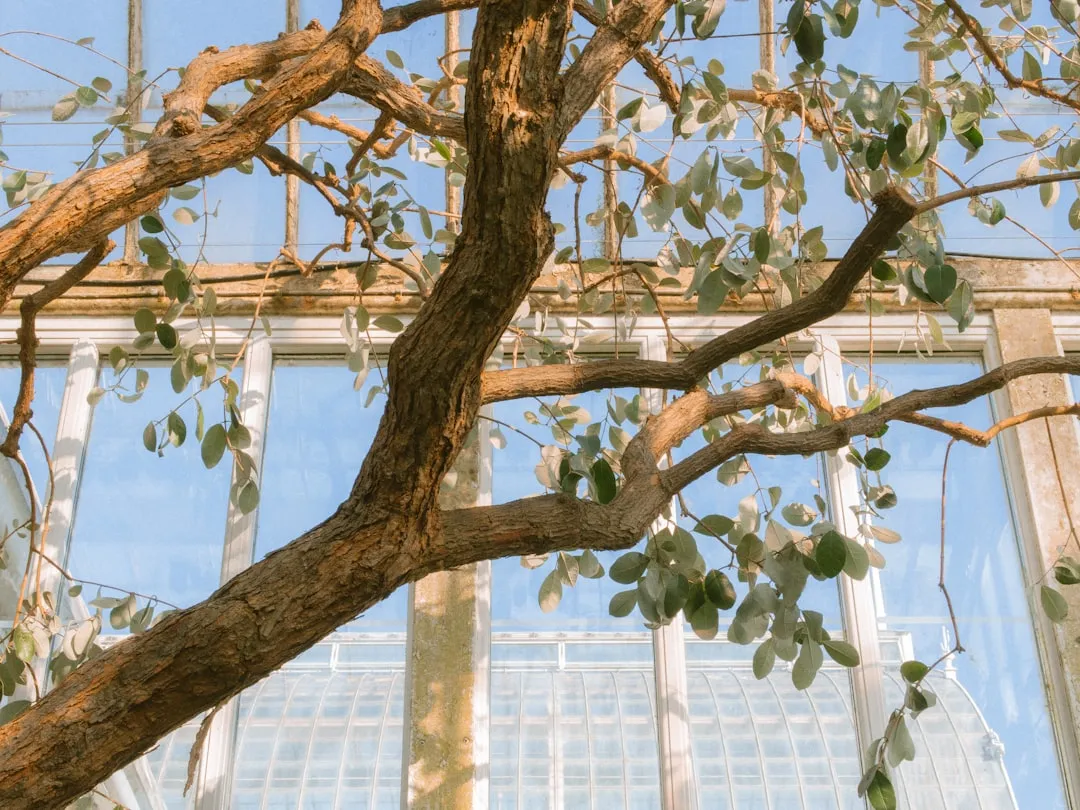 Watering and Feeding Container Trees (Image Credits: Unsplash)