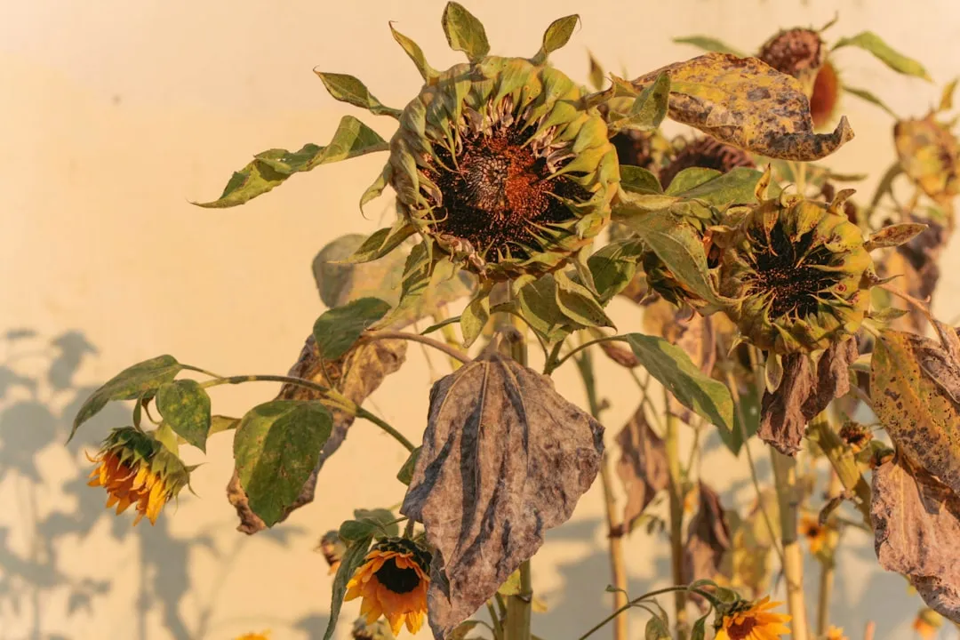 Some Plants Are Especially Vulnerable to Repeated Disturbance (Image Credits: Unsplash)
