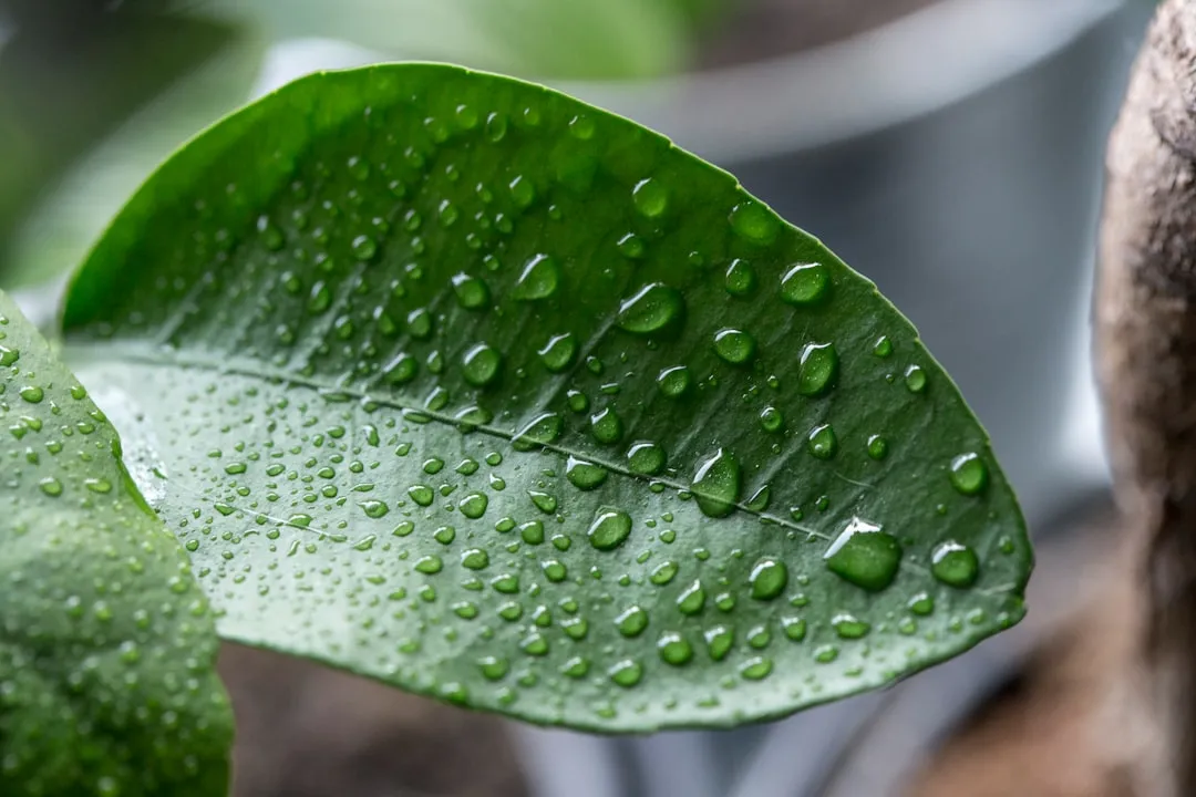 Maintaining Humidity and Temperature (Image Credits: Unsplash)