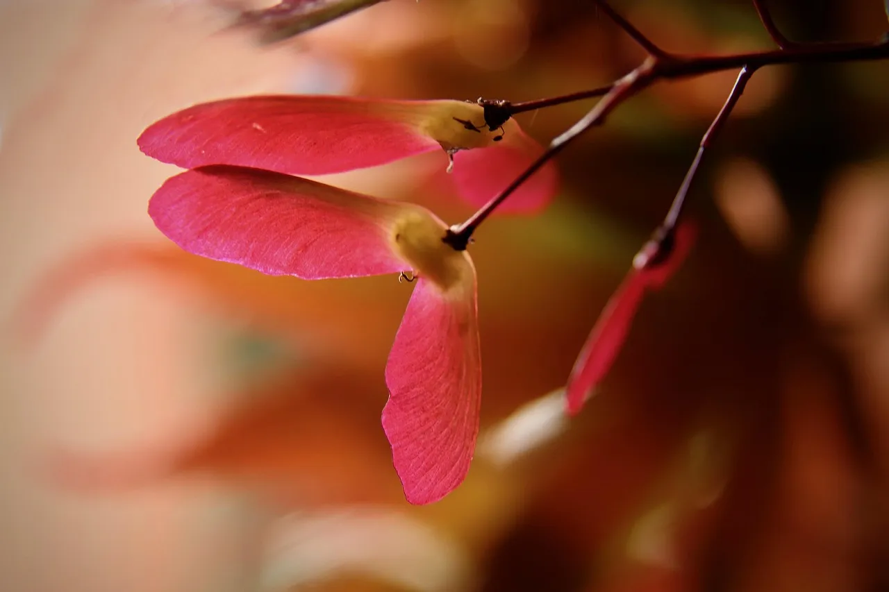 6. Seiryu Japanese Maple - The Upright Lace-Leaf (Image Credits: Pixabay)