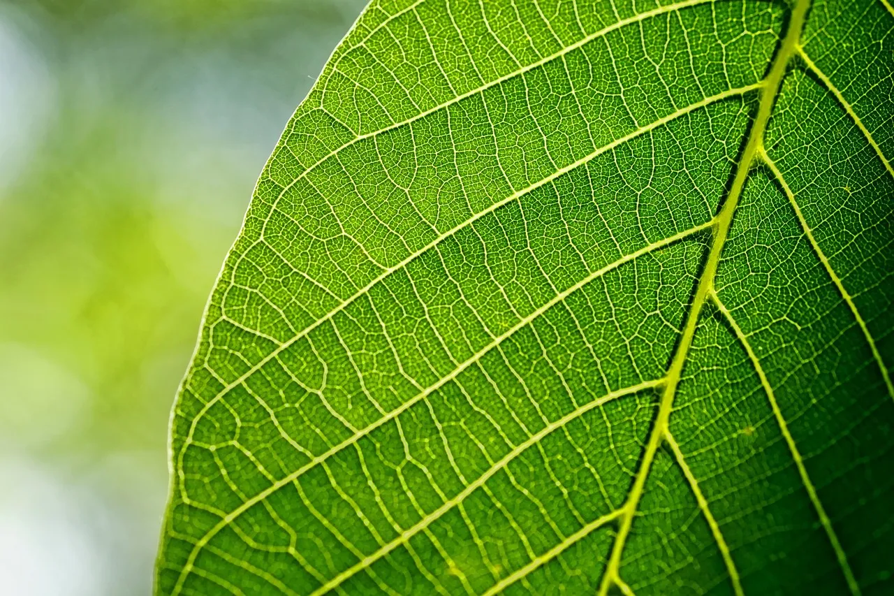 What Fallen Leaves Actually Do (Image Credits: Pixabay)