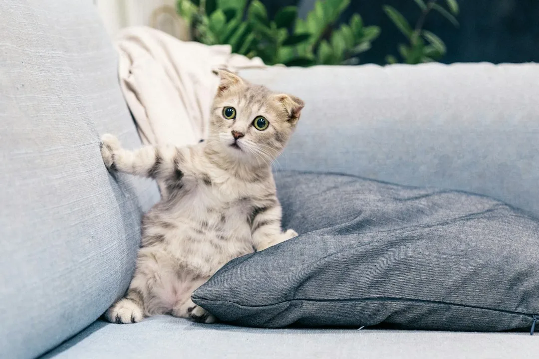 9. The Furniture Is Often the Most Satisfying Surface Available (Image Credits: Unsplash)