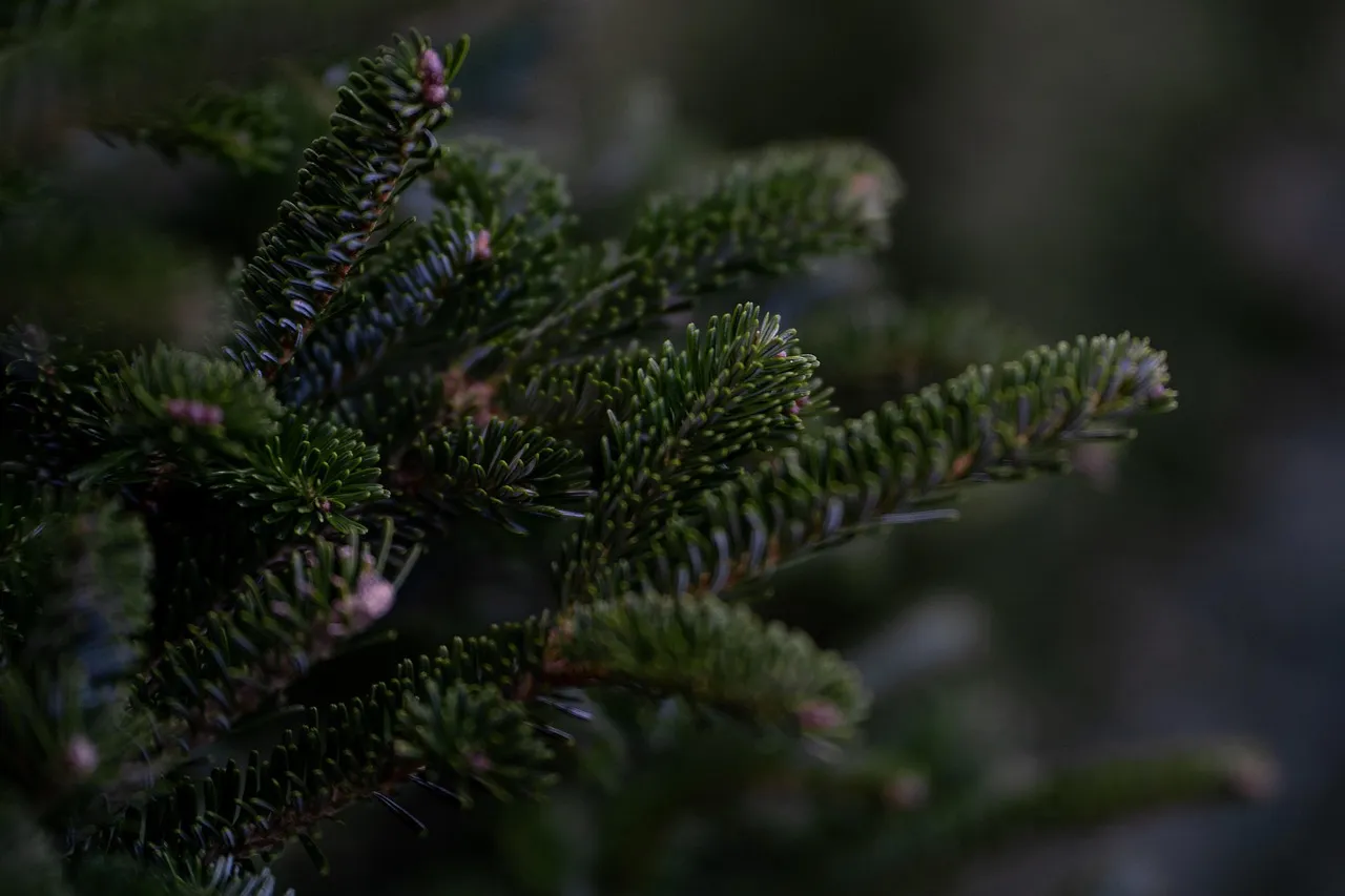 Douglas Fir (Pseudotsuga menziesii): The Forest's Second Giant (Image Credits: Pixabay)