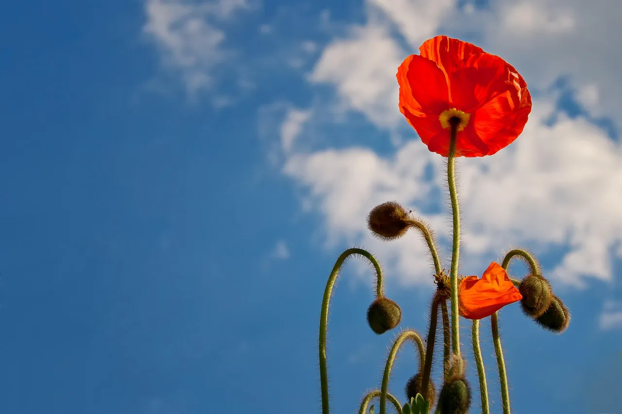 How Light Suppresses Daytime Scent (Image Credits: Pixabay)