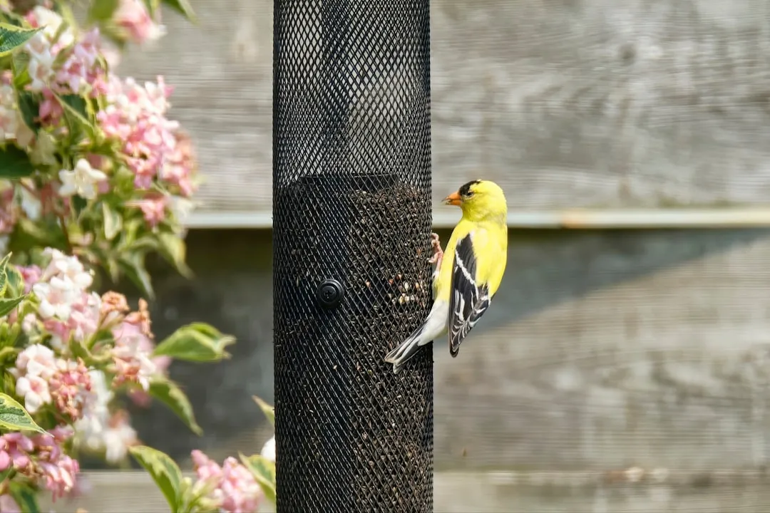 #2: The Wire Mesh Tube Feeder (Image Credits: Unsplash)