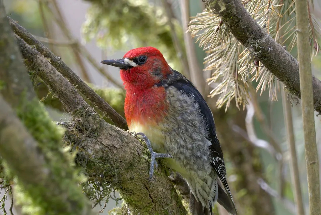 A Surprising Ecological Benefit (Image Credits: Flickr)