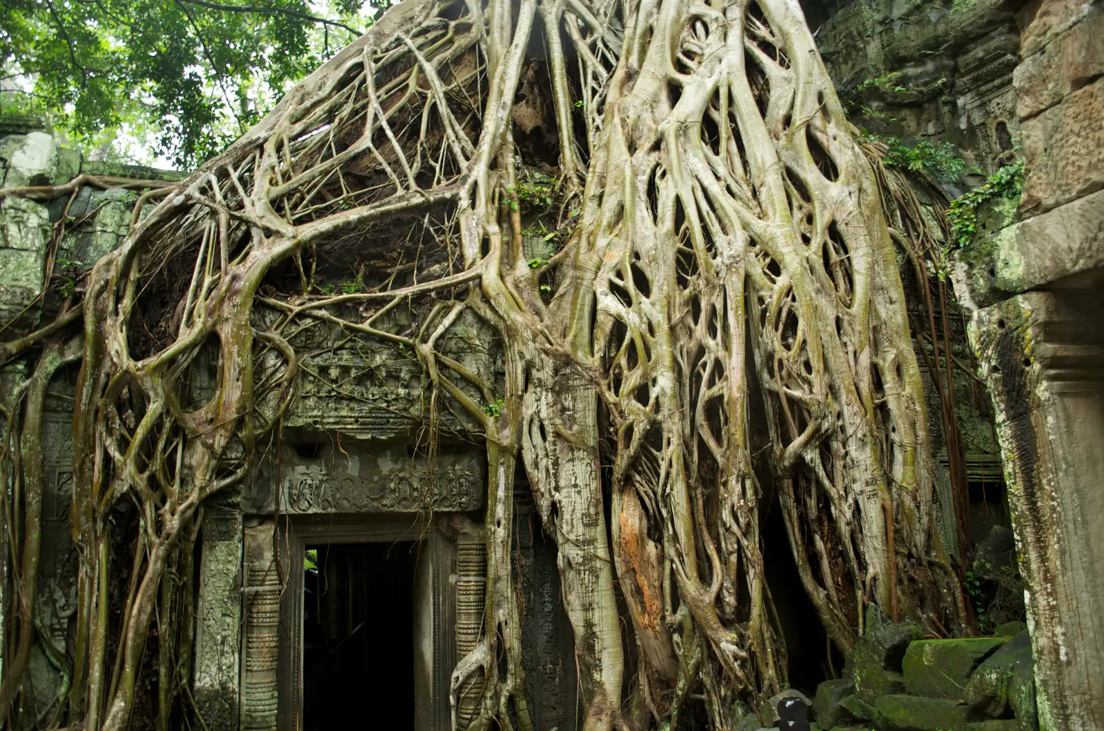 4. Strangler Fig (Ficus species): The Tree That Is Also Its Own Root System (By GayleKaren, CC BY-SA 3.0)