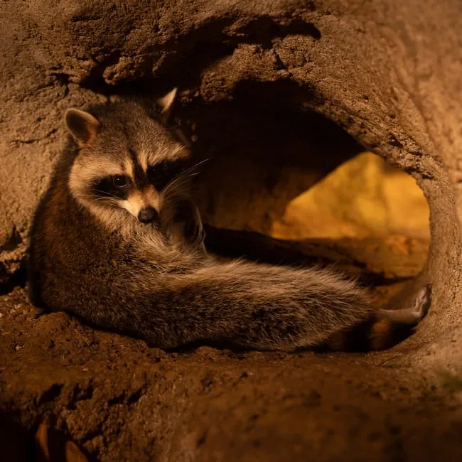 Reduce Potential Nesting Sites Near Your Trash (Image Credits: Pexels)
