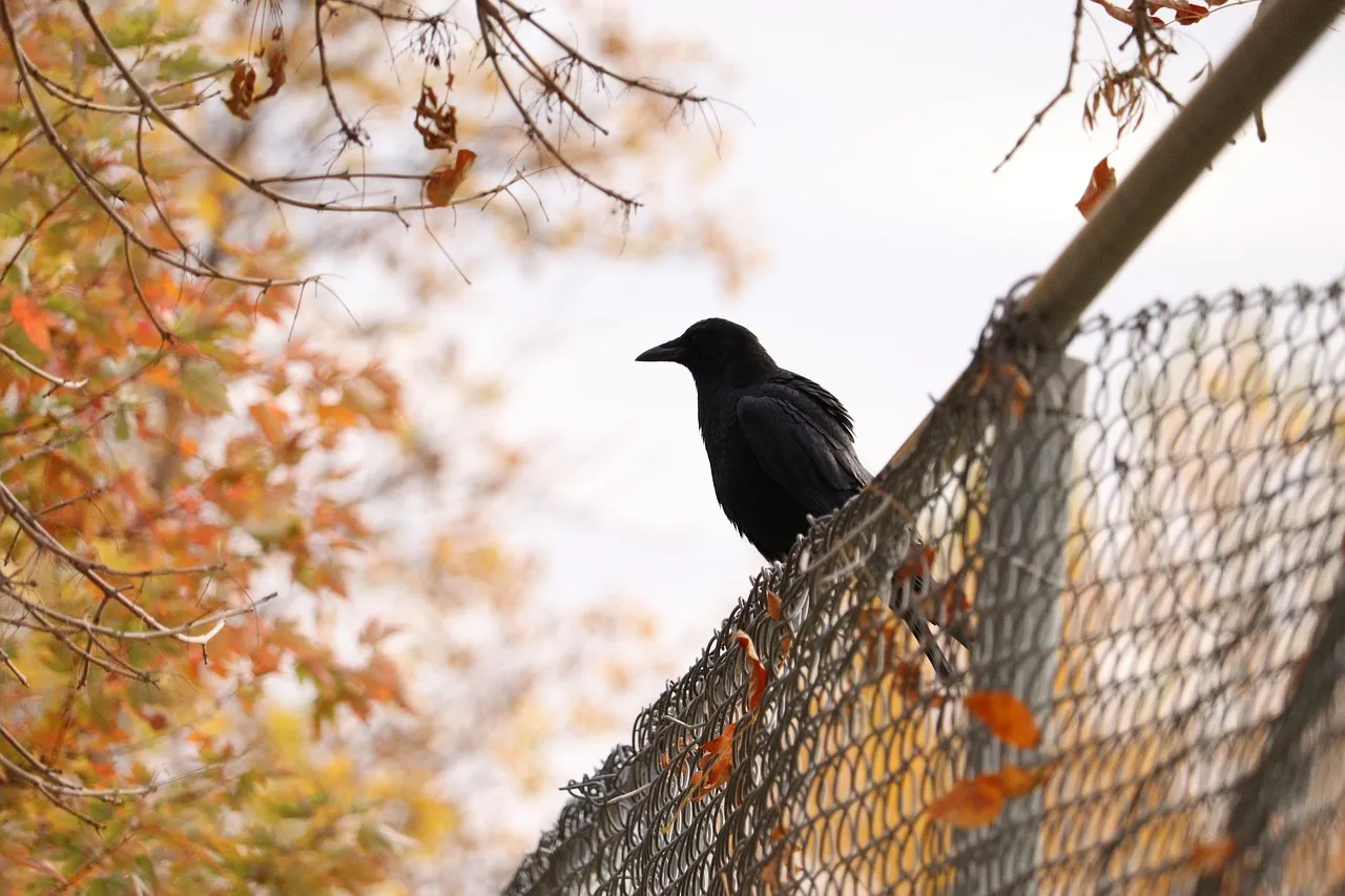 Crow Mobbing: When Multiple Birds Converge on One Spot (Image Credits: Pixabay)