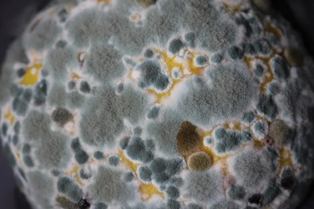 Mold Growth: A Health Risk, Not Just a Structural One (Image Credits: Unsplash)