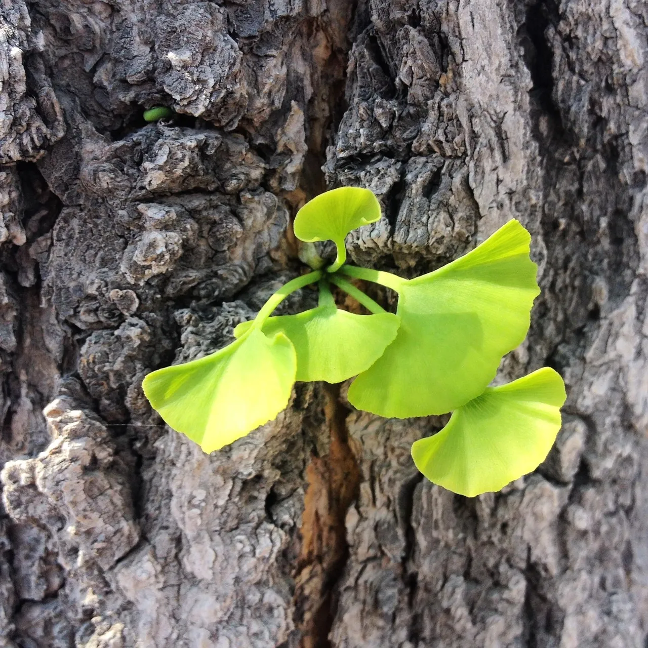 The Role of Slow Growth in Extreme Longevity (Image Credits: Pixabay)
