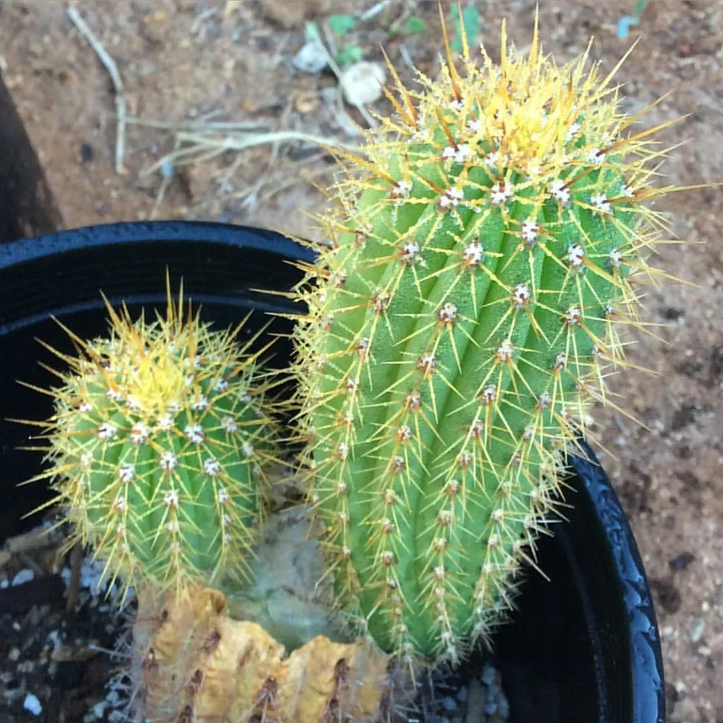 The Columnar Cactus: Vertical Ambition, Limited Horizontal Reach (el cajon yacht club, Flickr, CC BY 2.0)