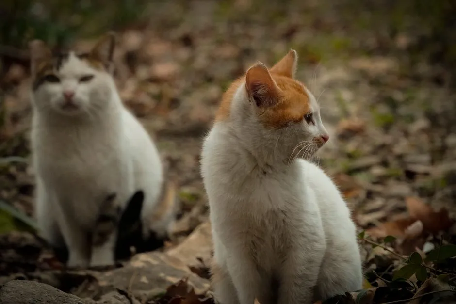 Outside Cats Are Disrupting Their Peace (Image Credits: Pexels)