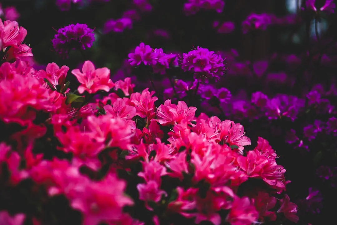 Azalea: The Beautiful Shrub With a Hidden Bite (Image Credits: Unsplash)