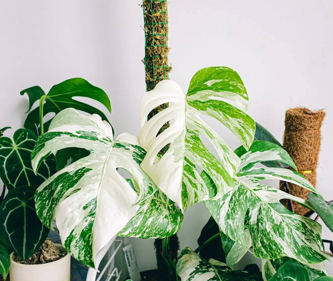 You Understand That Some Plants Will Always Cost a Fortune (Image Credits: Unsplash)
