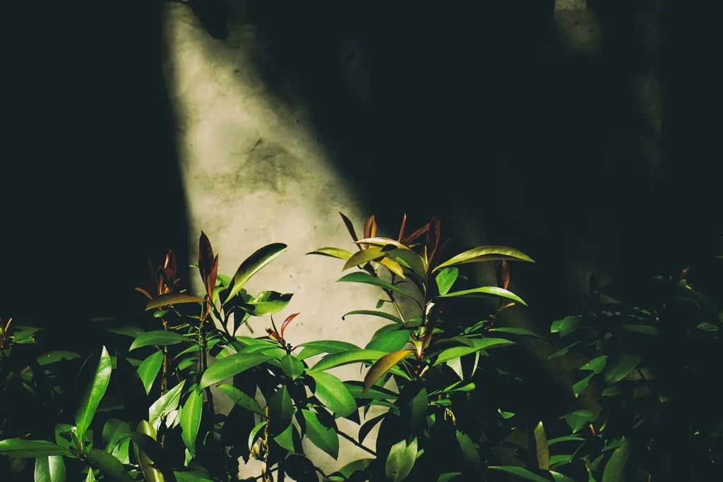 Create Shade and Shelter Without Redesigning Your Garden (Image Credits: Rawpixel)