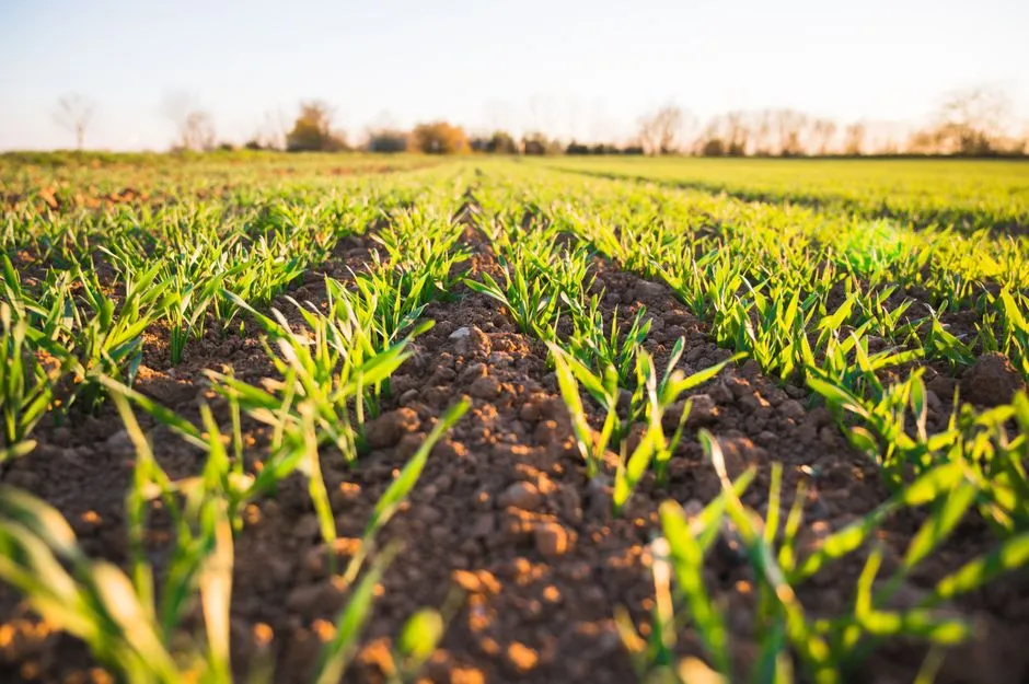 Building Organic Matter Over Time (Image Credits: Pexels)
