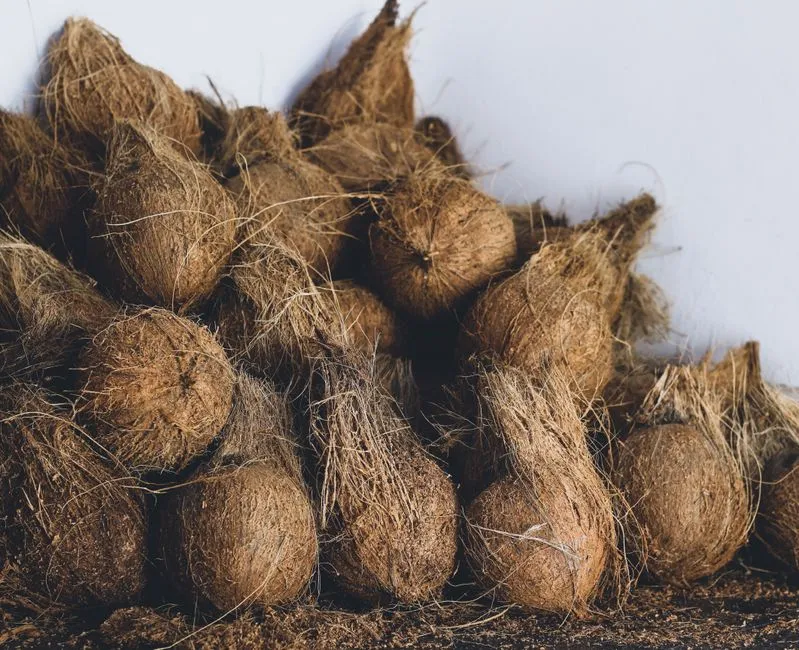Coconut Coir as the Moisture Balancer (Image Credits: Pexels)