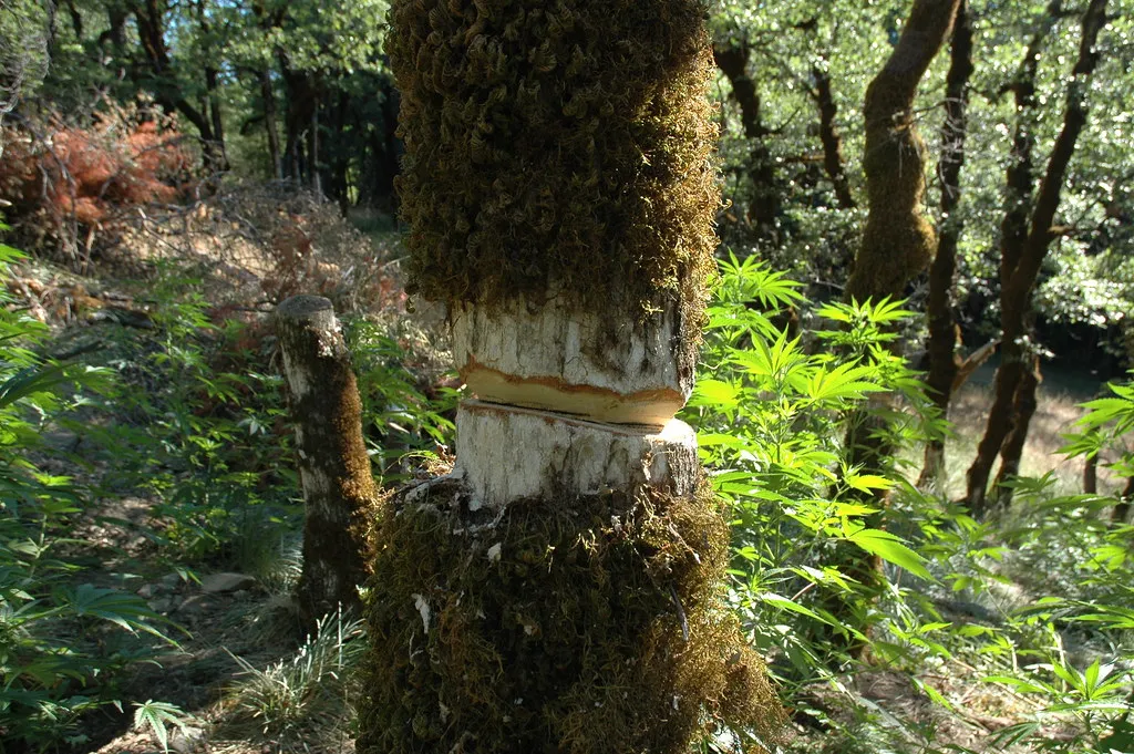 The Slow, Silent Timeline of Girdling Damage (Region 5 Photography, Flickr, CC BY 2.0)