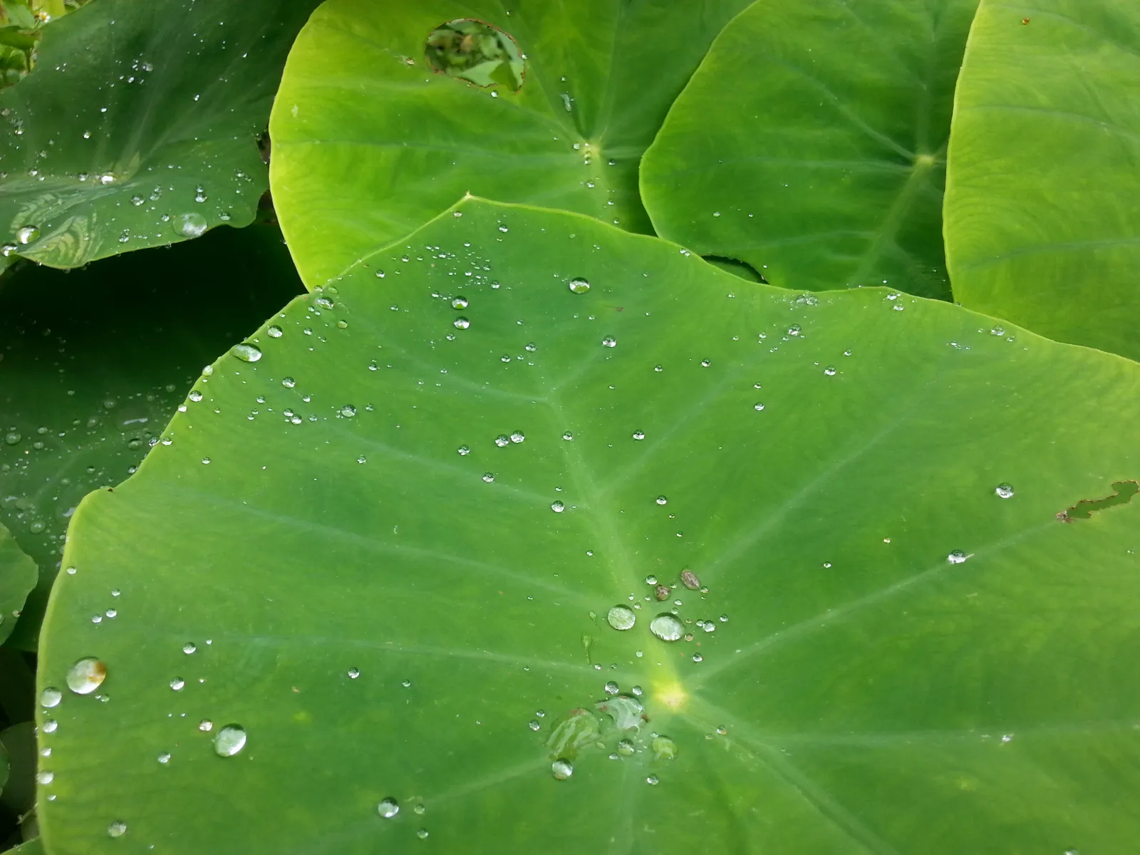 7. Colocasia esculenta 'Black Coral' (Elephant Ear) (By Sabina Bajracharya, CC BY-SA 4.0)