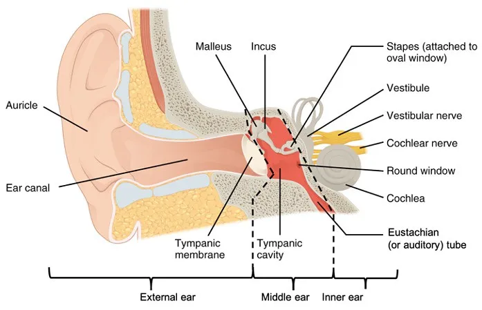 Eustachian Tube Dysfunction: When the System Gets Stuck (ASCCC Open Educational Resources Initiative, Flickr, CC BY 2.0)