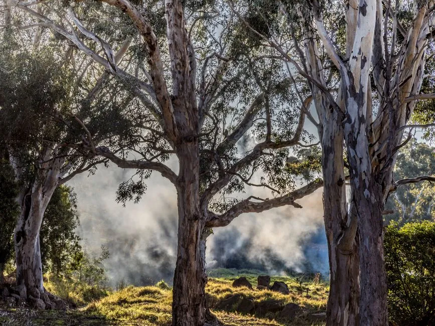 Tree 4: Black Gum / Black Tupelo (Nyssa sylvatica) - The Unsung Hero of Autumn (Image Credits: Pexels)
